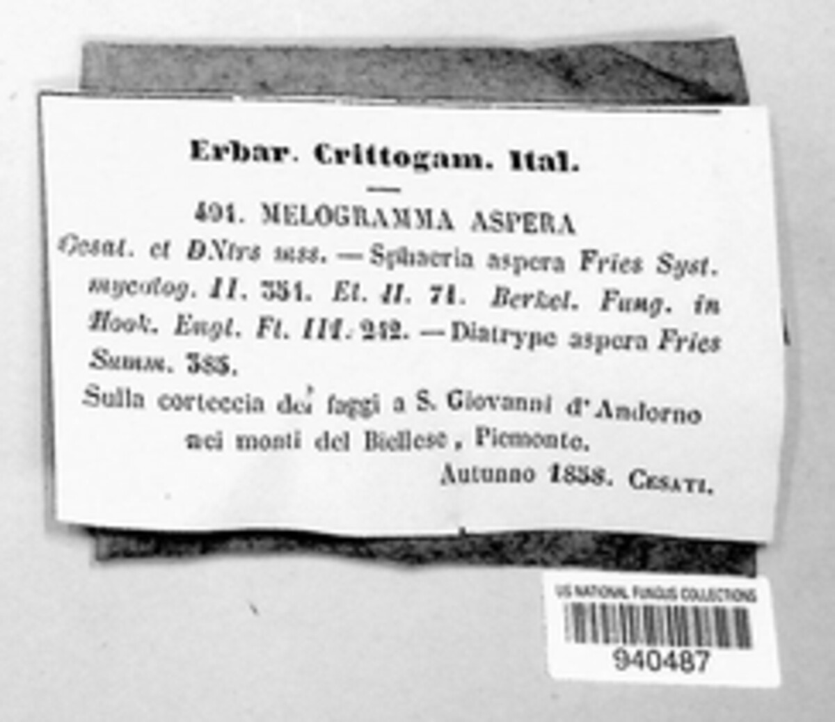 Melogramma asperum image